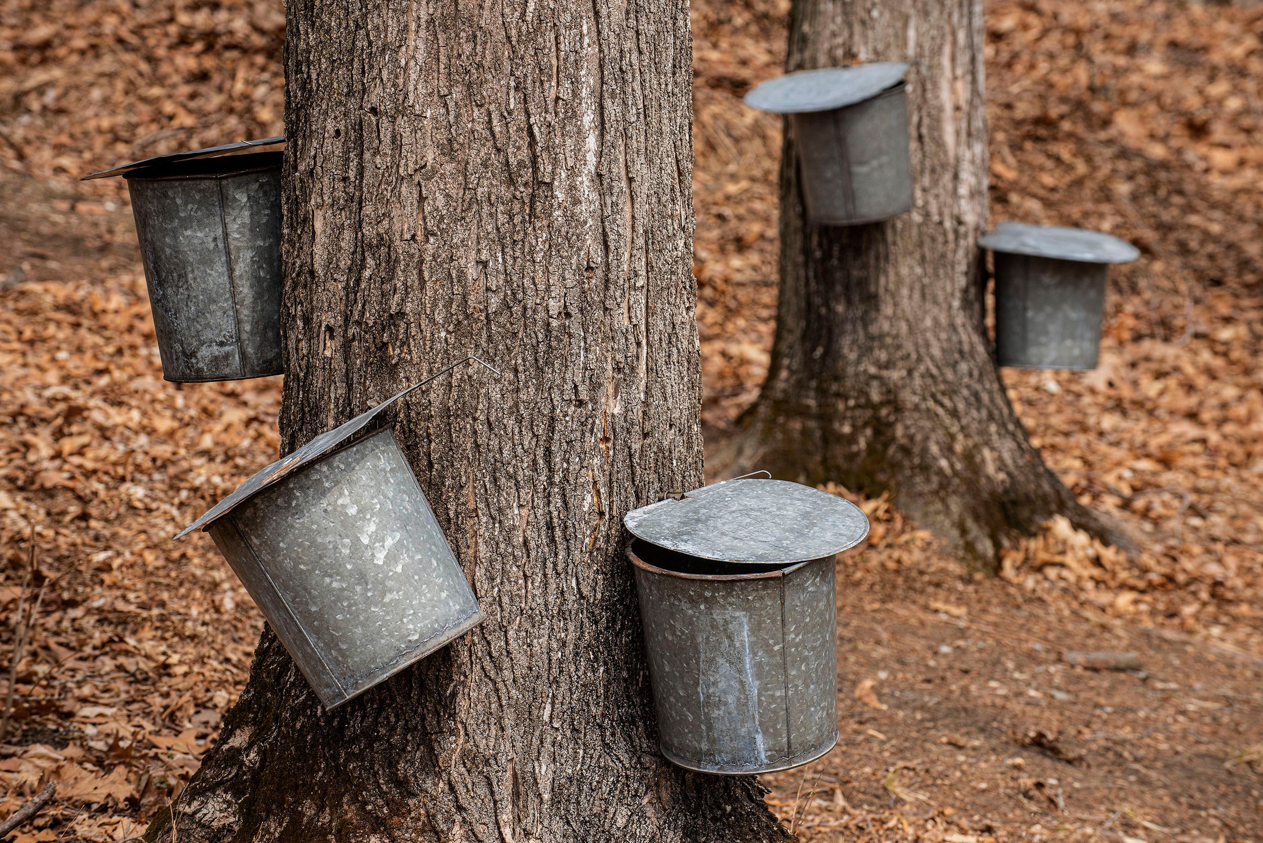 Maple Syrup Season Steven Edson Documentary / Fine Art Photography